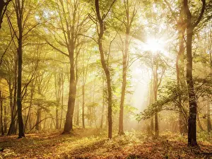 Beeches: Mixed forest of hornbeams and copper beeches in