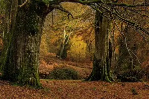 Beeches: Mixed grazed Beech and oak woodland in autumn in