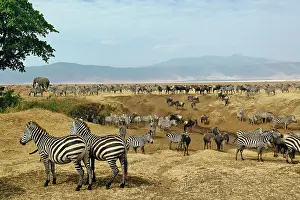 Burchellii: Mixed herd of Burchell's Zebra, Equus burchellii