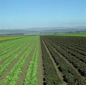 Irrigation: Mixed lettuce crop