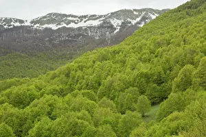 Apennine: Mixed Montane Woodland mainly Beech Trees on Monti