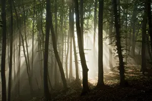 Hornbeam: Mixed old beech and hornbeam forest in early morning mist
