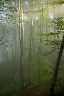 Hornbeam: Mixed old beech and hornbeam forest in early morning mist