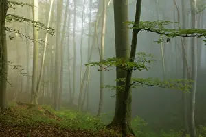 Mixed old beech and hornbeam forest in early morning mist