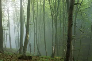 Hornbeam: Mixed old beech and hornbeam forest in early morning mist