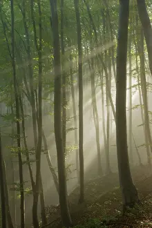 Hornbeam: Mixed old beech and hornbeam forest in early morning mist