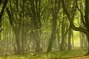Hornbeam: Mixed old beech and hornbeam forest in early morning mist