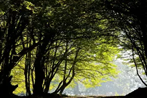 Hornbeam: Mixed old beech and hornbeam forest and wood pasture