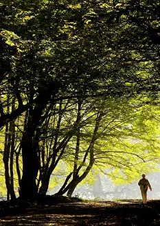 Hornbeam: Mixed old beech and hornbeam forest and wood pasture