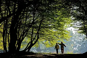 Hornbeam: Mixed old beech and hornbeam forest and wood pasture