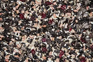 Safflower: Mixed seed for bird feeding