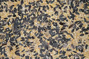 Safflower: Mixed seed for bird feeding. This blend is a good