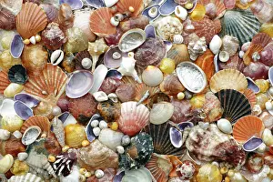 Shellfish: Mixed Shells - conglomerate of North Sea, Atlantic