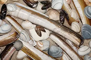 Mussel: Mixed Shells - Razor shells, Baltic Tellin shells
