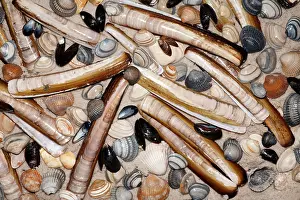 Mussel: Mixed Shells - Razor shells, Baltic Tellin shells
