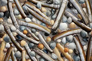 Mussel: Mixed Shells - Razor shells, Baltic Tellin shells