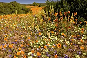 Namaqua: Mixed Spring Flowers - including the yellow spikes