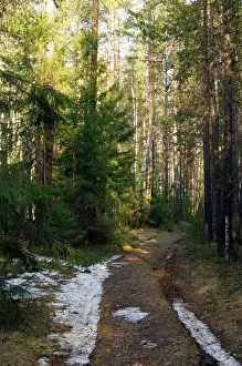 Remnants: Mixed taiga forest in early spring - remnants of