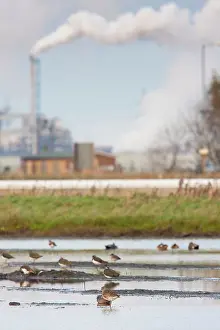 Chimneys: Mixed waders and wildfowl on a scrape with heavy
