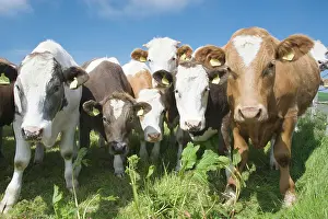 Orkneys: Mixes Herd of Cows - at Fence