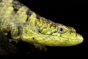 Physiological: Mixtecan Arboreal Alligator Lizard (Abronia mixt