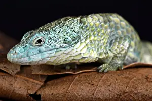 Oaxaca: Mixtecan arboreal alligator lizard (Abronia mixteca)