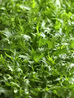 Aromatherapy: Mizuna, Brassica rapa nipposinica, Top view of a