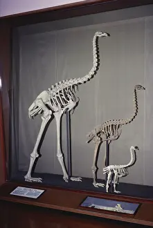 Skeletons: Moa Skeletons