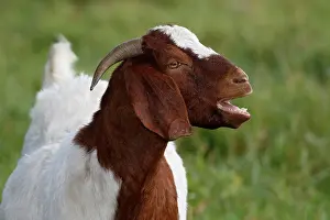 Aegagrus: Moaning BoersDomestic Goat (Capra aegagrus hircus)