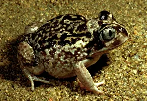 Screams: Moaning frog. Has calluses on heels for digging