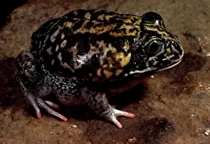 Screams: Moaning frog - Has calluses on heels for digging
