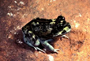 Screams: Moaning frog - Has calluses on heels for digging