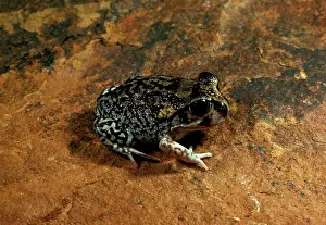Screams: Moaning frog - Has calluses on heels for digging