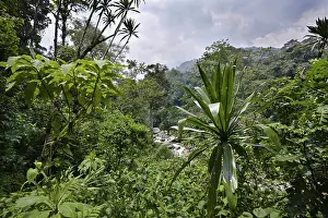 Albertine: The Mobuku Valley in the Rwenzoris, Uganda