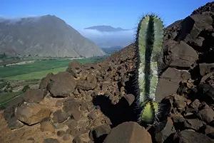 Irrigation: Moche River Valley