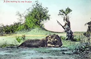 Hunters: Mock up of lion hunting, old postcard c1910