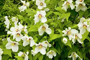 Belle: A mock orange