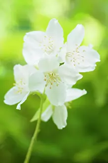 Mock: Mock orange, Philadelphus coronarius, flowering stem