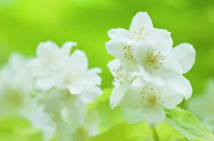 Stems: Mock orange, Philadelphus coronarius, flowering stems