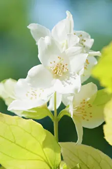 Mock: Mock orange, Philadelphus coronarius Aureus, close up of f