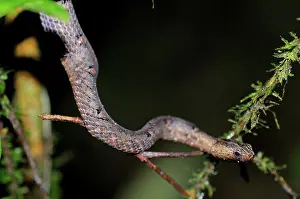 Mock: Mock viper