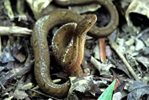 Mock: Mock Viper