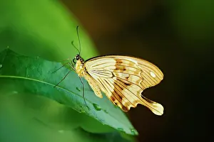 Dardanus: Mocker Swallowtail (Papilio dardanus) also called