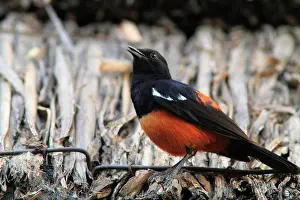 Turdidae: Mocking cliff chat (Thamnolaea cinnamomeiventris)