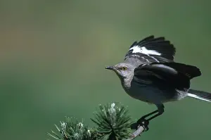 Patch: Mockingbird