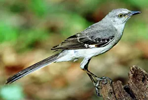Tennessee: Mockingbird