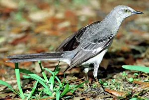 Tennessee: Mockingbird