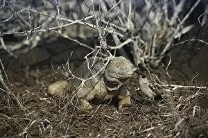 Relationship: Mockingbird Cleans Iguana