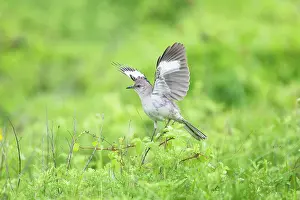 Mimus: Mockingbird - displaying on shrub