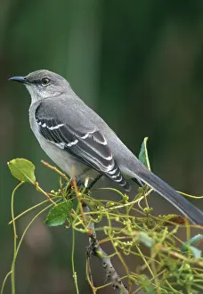 Mimus: Mockingbird (Minus polyglottos)